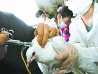 鸽子疫苗接种注意事项(给鸽子打疫苗需要注意哪些问题)