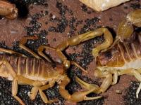 蝎子养殖方法养蝎子知识(怎样养蝎子,养蝎子应该注意什么)