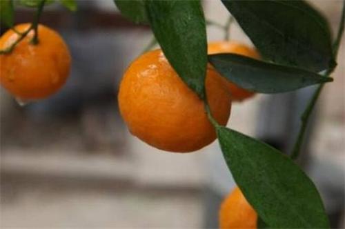 柑桔的养植方法(柑橘的储存方法有哪些)