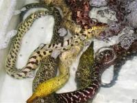 鳗鱼养殖分析(海鳗可以养殖吗)