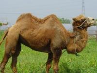 骆驼养殖骆驼出售(骆驼养殖需要注意的细节)
