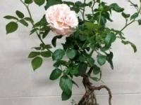 盆栽蔷薇的种植方法(蔷薇盆栽好还是地栽好)
