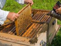蜜蜂养殖200问(男的问女的养不养蜜蜂是什么意思)