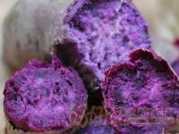 紫薯品种哪个好(紫薯圆的好还是长得好)