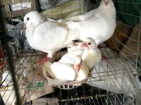 种鸽养殖投资(鸽子养殖前景及价格)